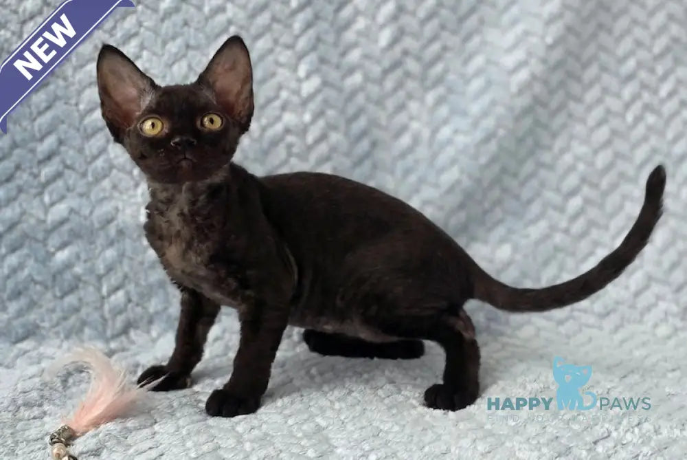 Wisteria Devon Rex female black live animals
