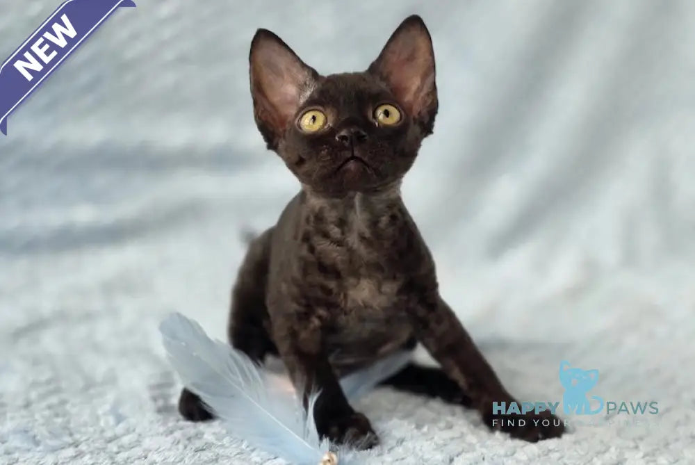 Wisteria Devon Rex female black live animals