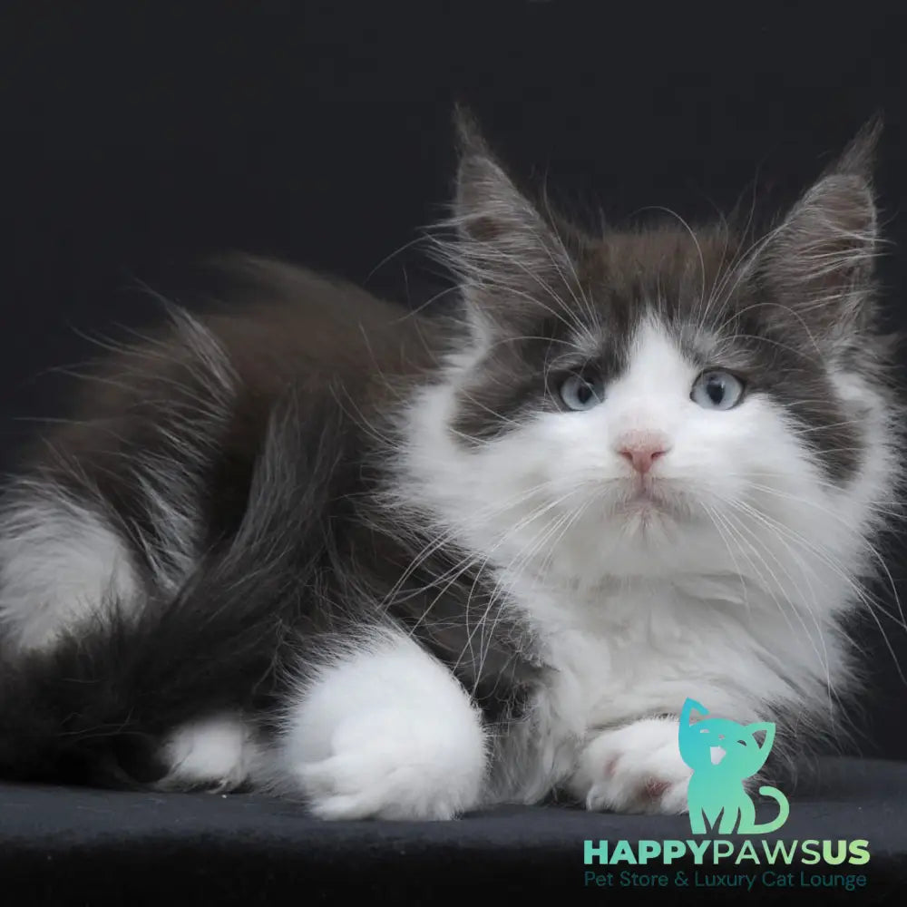 Wisteriа Maine Coon female black silver bicolour - live animals