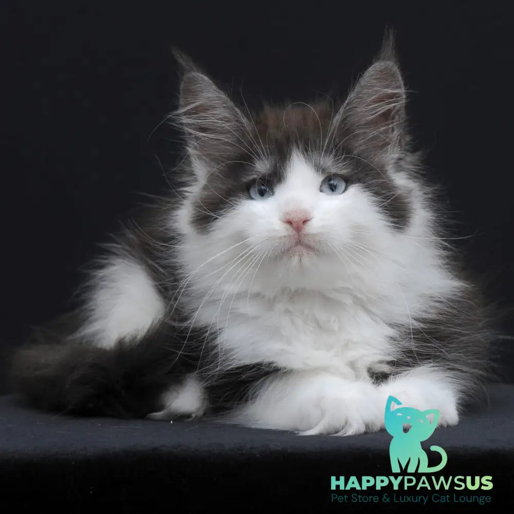 Wisteriа Maine Coon female black silver bicolour - live animals