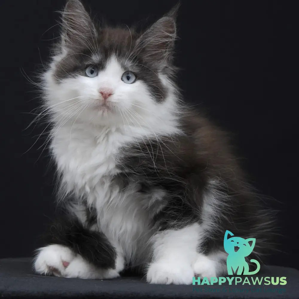 Wisteriа Maine Coon female black silver bicolour - live animals