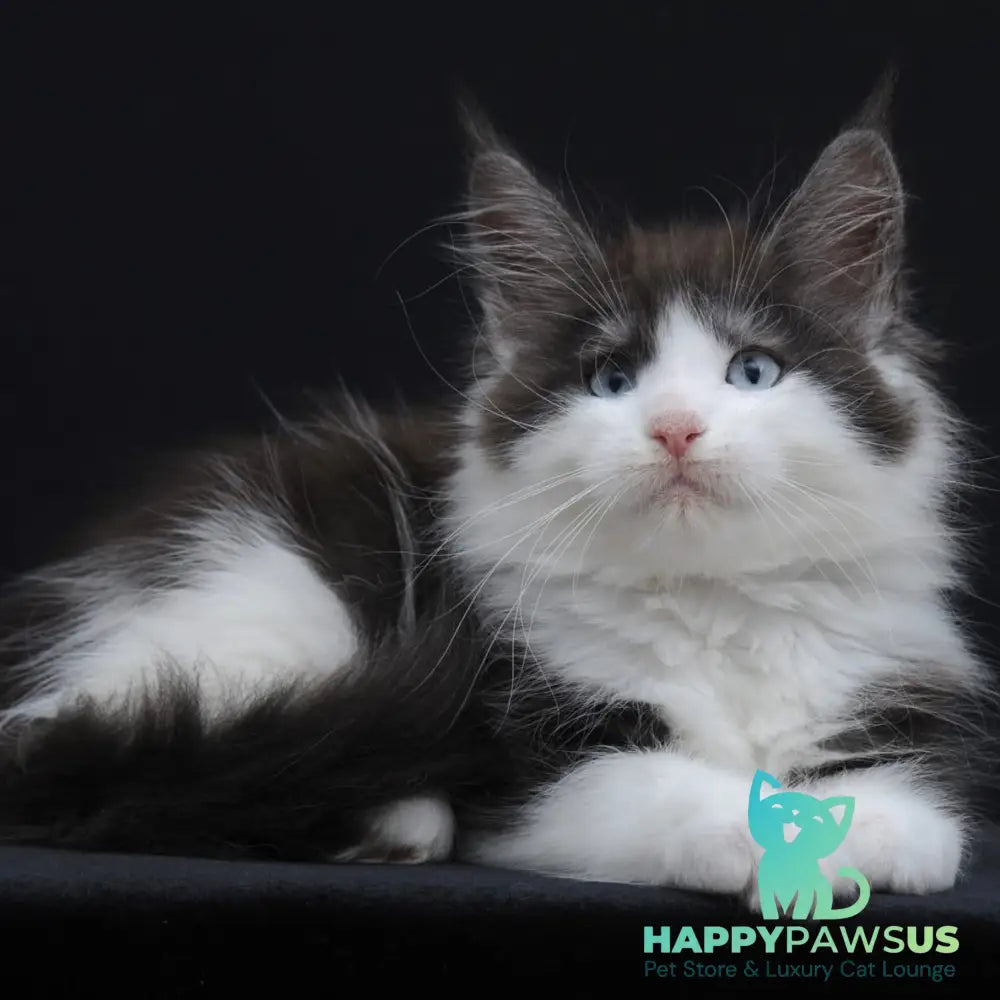Wisteriа Maine Coon female black silver bicolour - live animals
