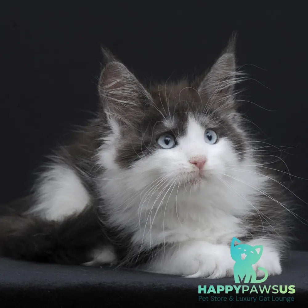 Wisteriа Maine Coon female black silver bicolour - live animals