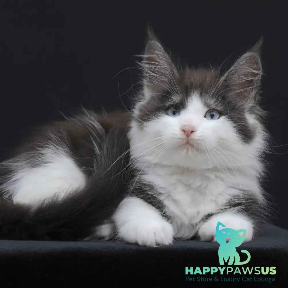 Wisteriа Maine Coon female black silver bicolour - live animals
