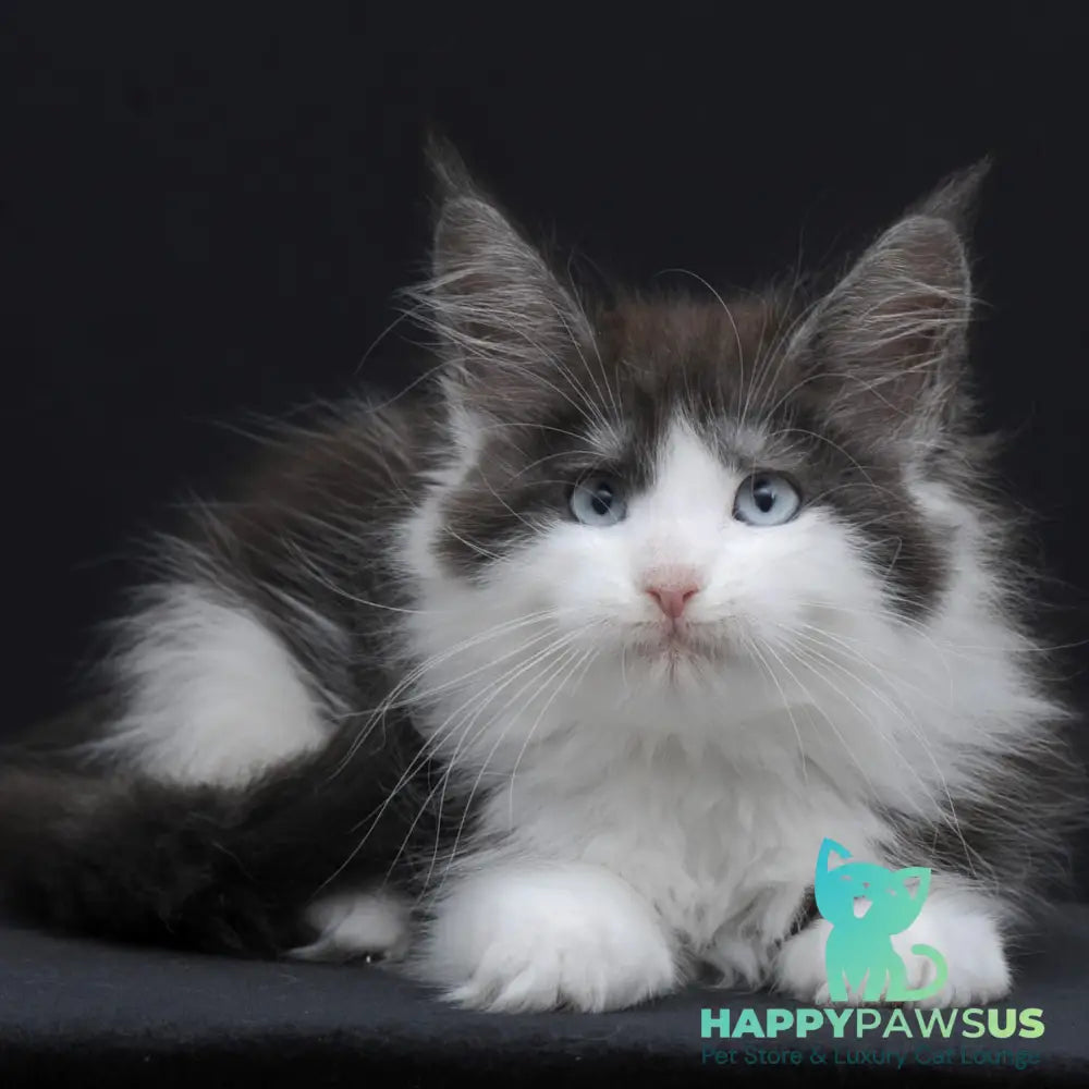 Wisteriа Maine Coon female black silver bicolour - live animals