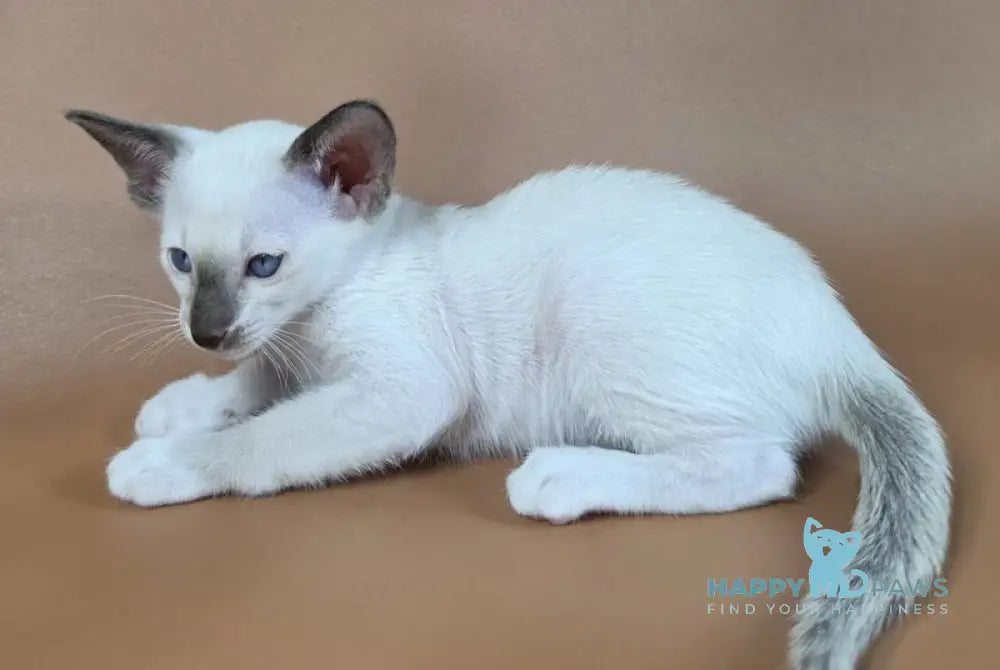 Wisteria Siamese female black mitted - live animals