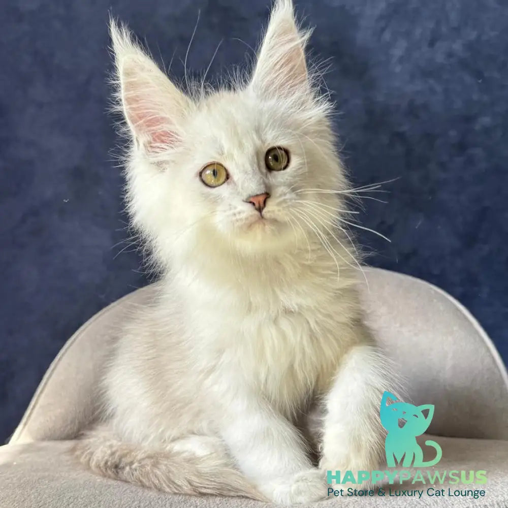 Wistful Maine Coon male black silver ticked tabby - live animals