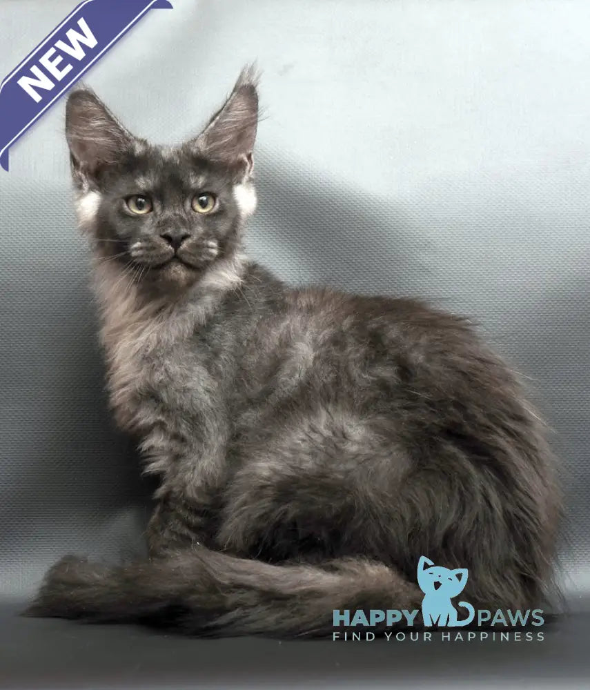 Woden Maine Coon male black smoke live animals