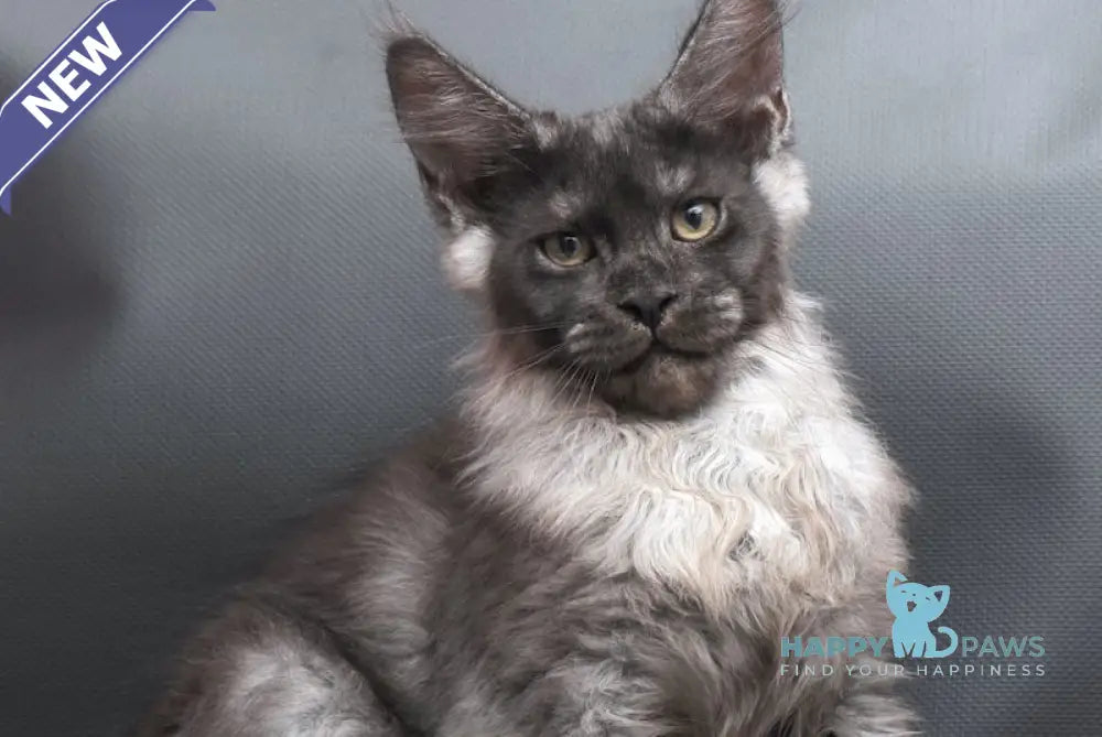 Woden Maine Coon male black smoke live animals