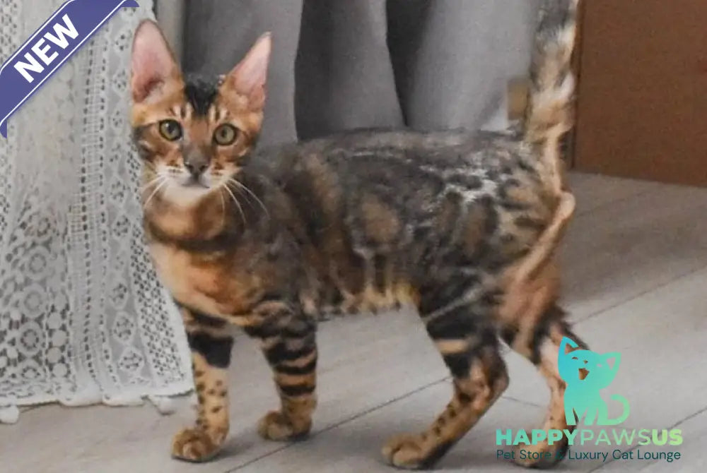 Wolf Bengal male black spotted tabby - live animals