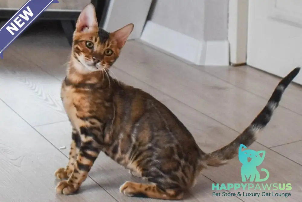 Wolf Bengal male black spotted tabby - live animals