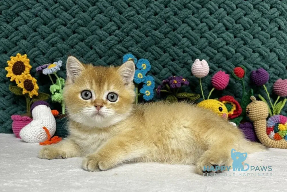 Wolf Scottish Straight male black golden shaded live animals