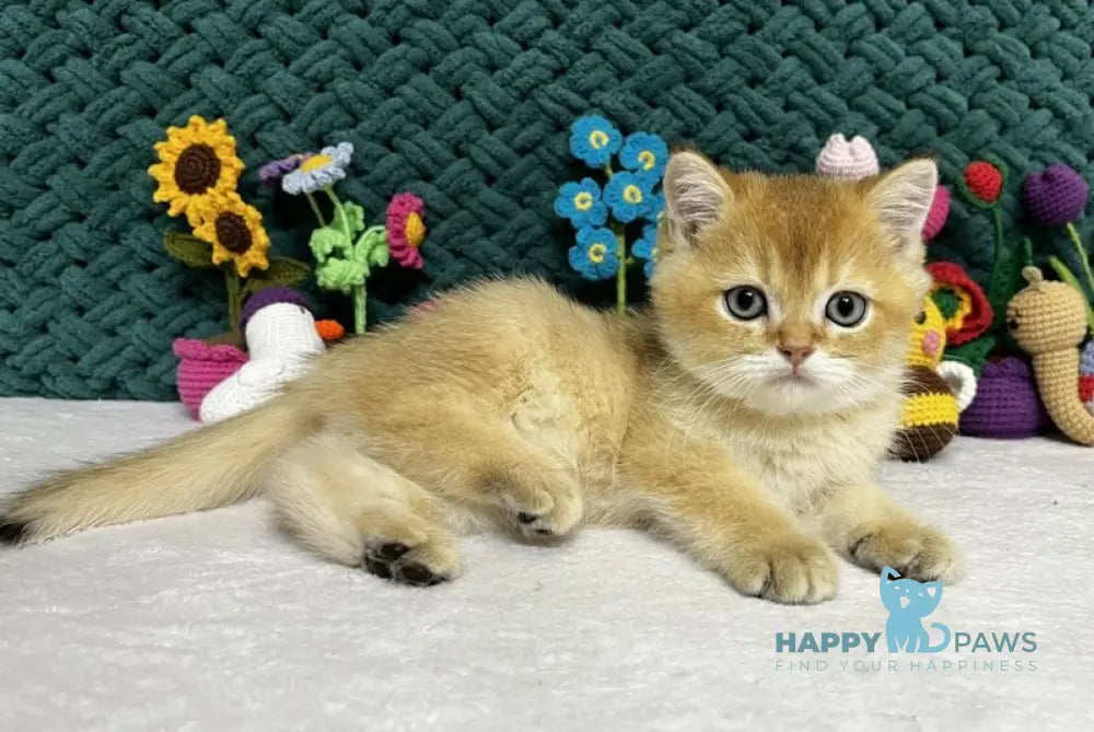 Wolf Scottish Straight male black golden shaded live animals