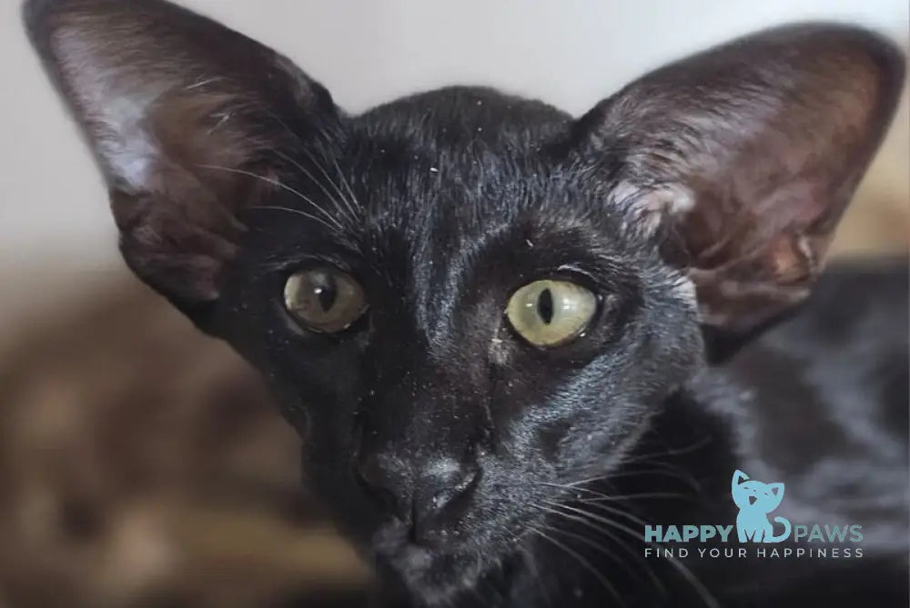 WolfCat Oriental Shorthair male black live animals