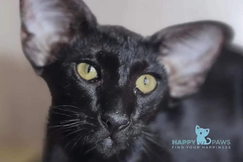 WolfCat Oriental Shorthair male black live animals