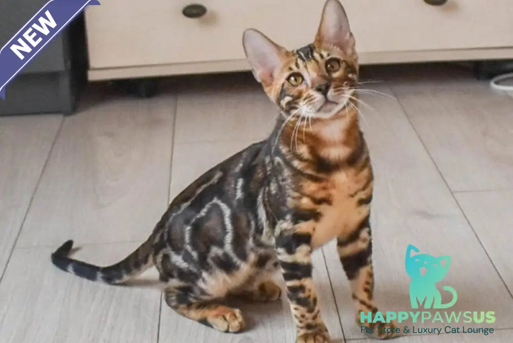 Wolt Bengal male black spotted tabby - live animals