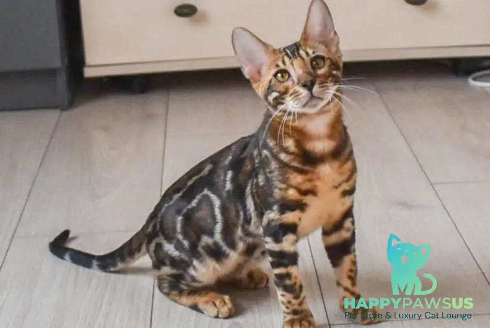 Wolt Bengal male black spotted tabby - live animals