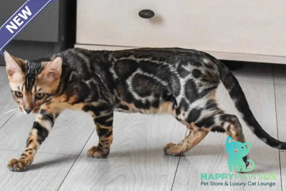 Wolt Bengal male black spotted tabby - live animals