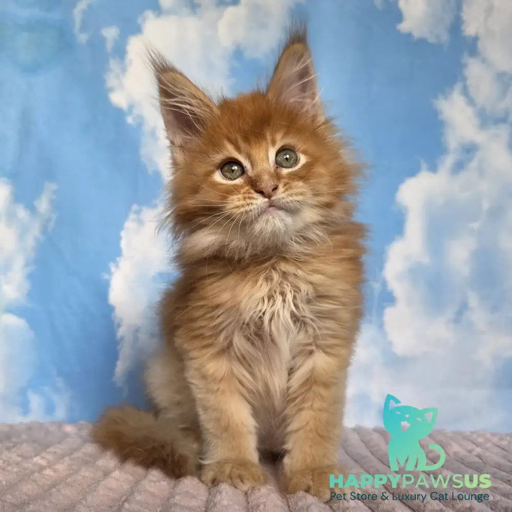 Wonder Maine Coon male red ticked tabby - live animals