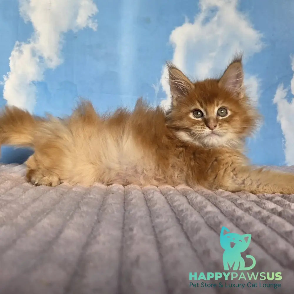 Wonder Maine Coon male red ticked tabby - live animals