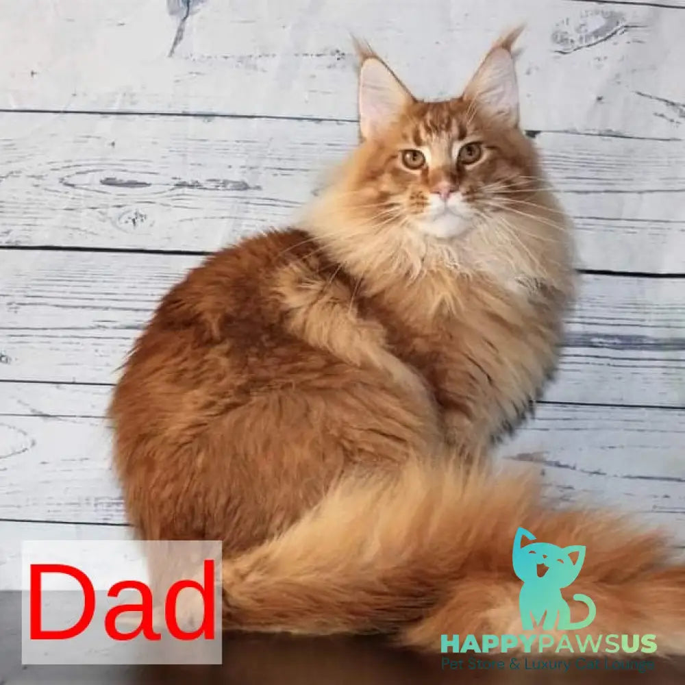 Wonder Maine Coon male red ticked tabby - live animals