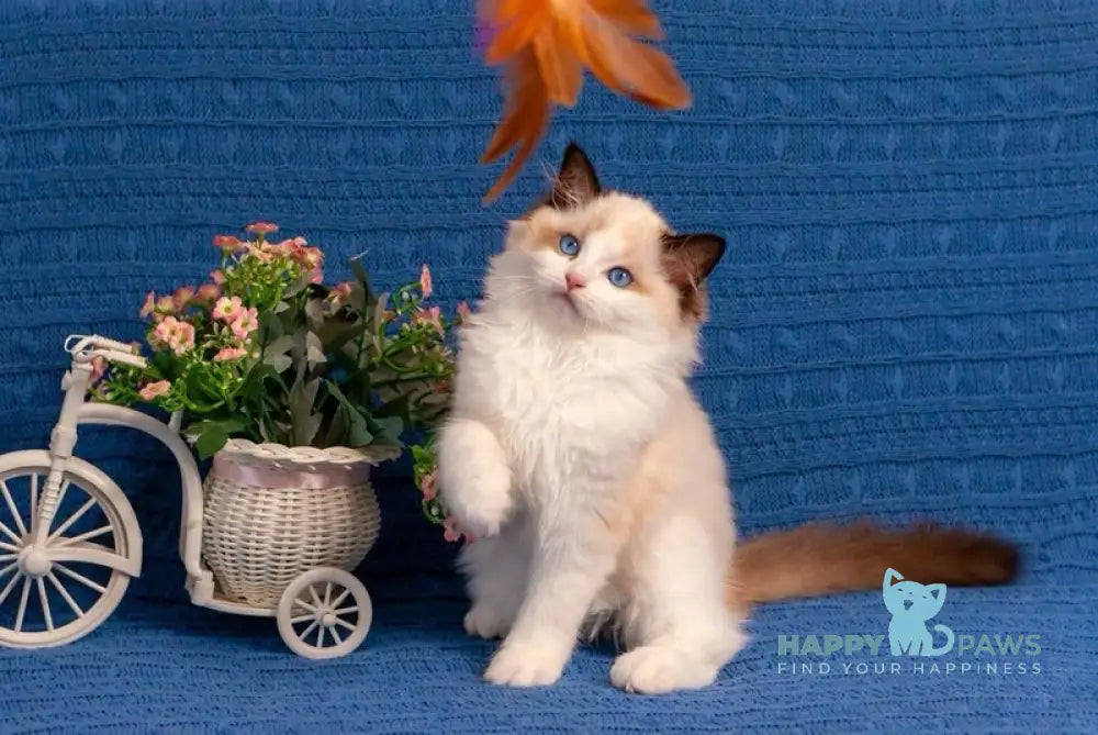 Wonder Ragdoll female seal bicolour live animals