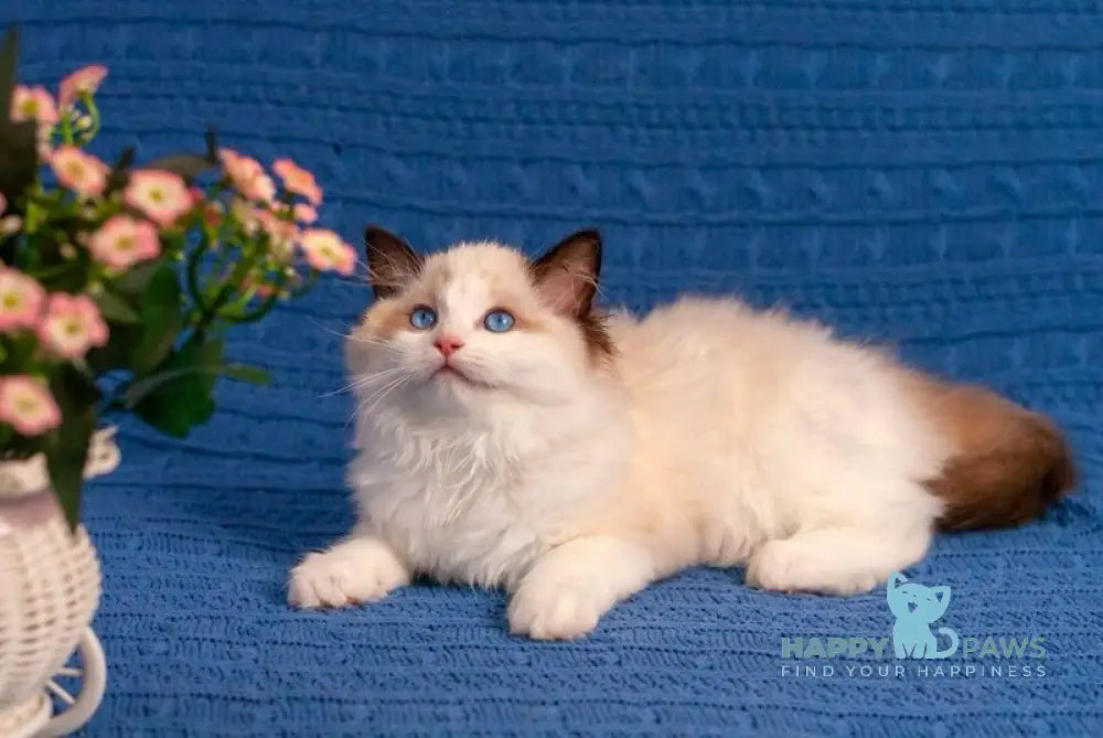 Wonder Ragdoll female seal bicolour live animals
