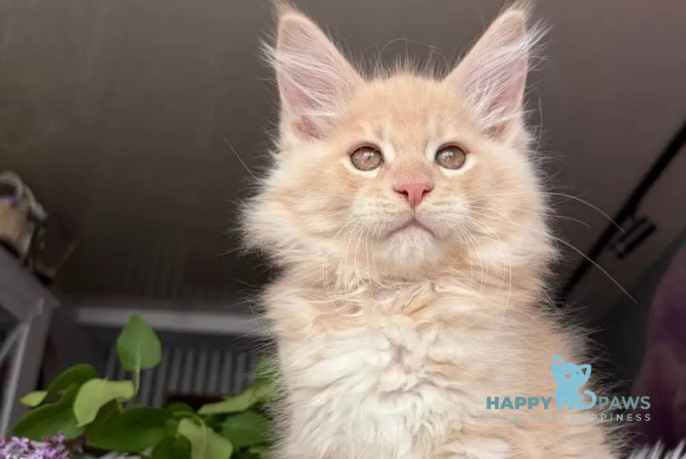 Wonderer Maine Coon male cream tabby - live animals