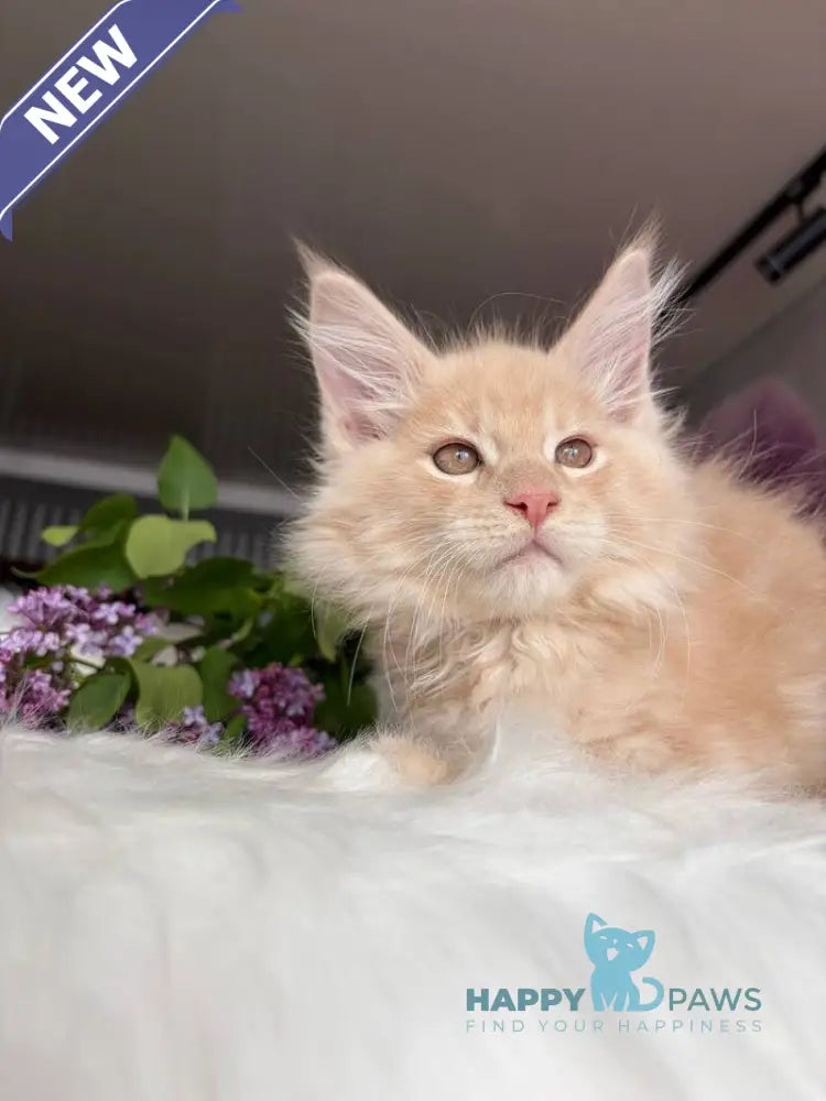 Wonderer Maine Coon male cream tabby - live animals