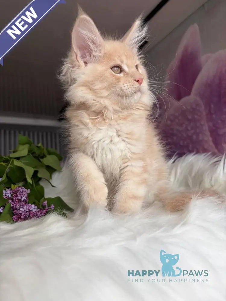 Wonderer Maine Coon male cream tabby - live animals