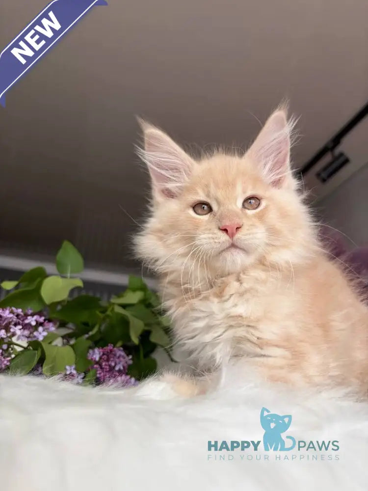 Wonderer Maine Coon male cream tabby - live animals