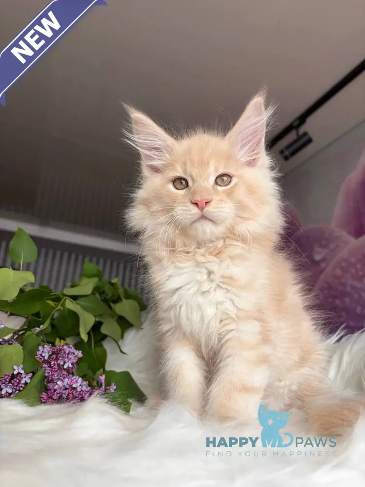Wonderer Maine Coon male cream tabby - live animals
