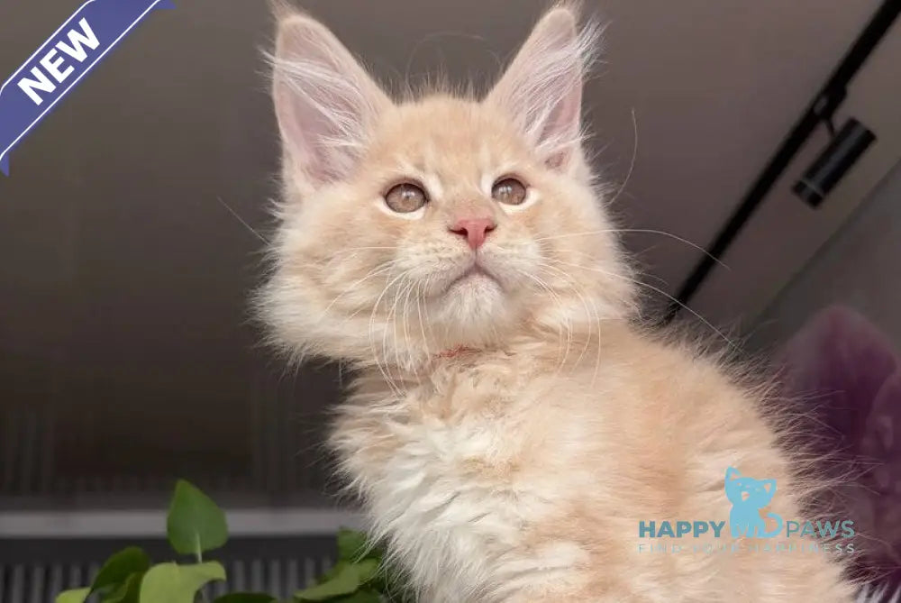 Wonderer Maine Coon male cream tabby - live animals