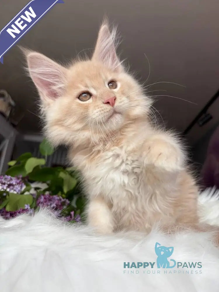 Wonderer Maine Coon male cream tabby - live animals