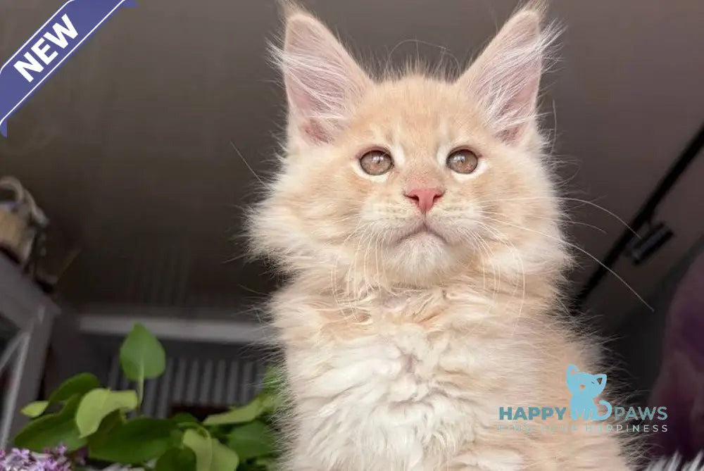 Wonderer Maine Coon male cream tabby - live animals