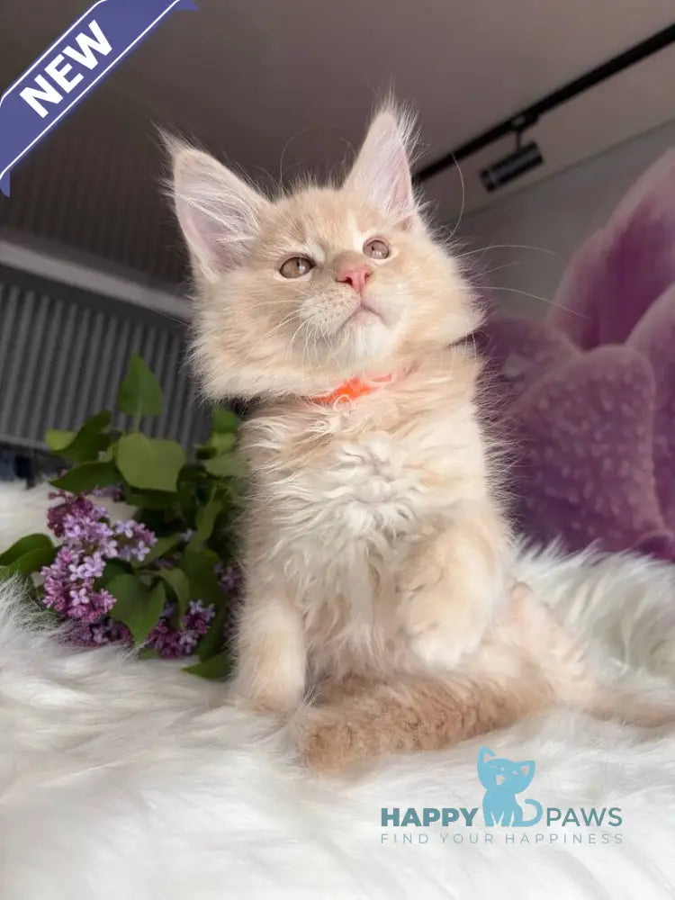 Wonderer Maine Coon male cream tabby - live animals