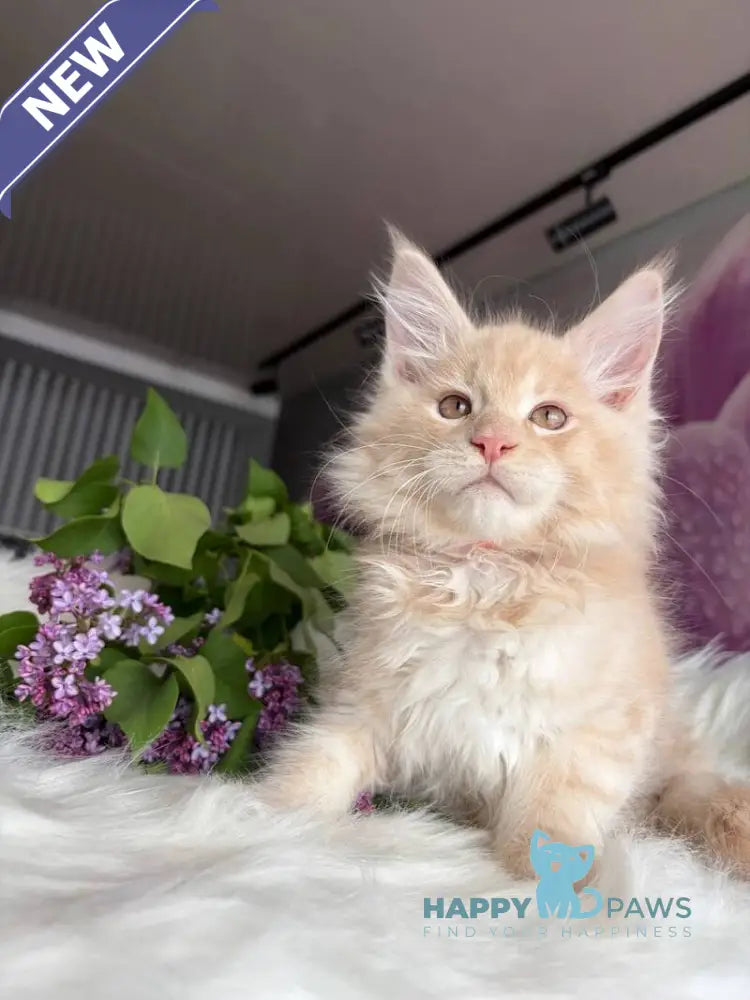 Wonderer Maine Coon male cream tabby - live animals