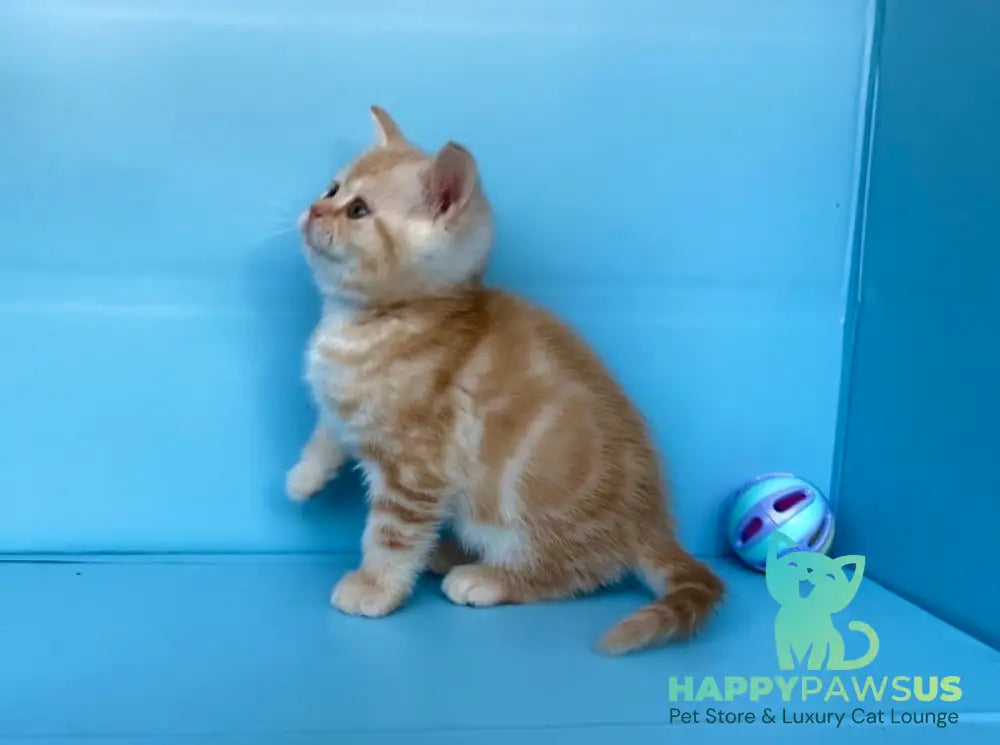 Wong-Pie British Shorthair male red silver tabby - live animals