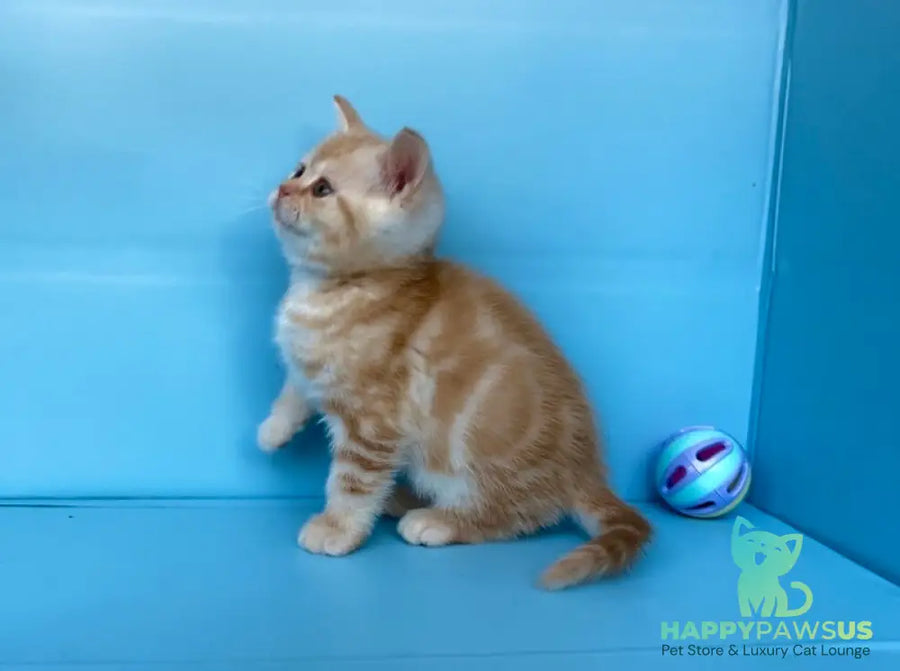 Wong-Pie British Shorthair male red silver tabby - live animals