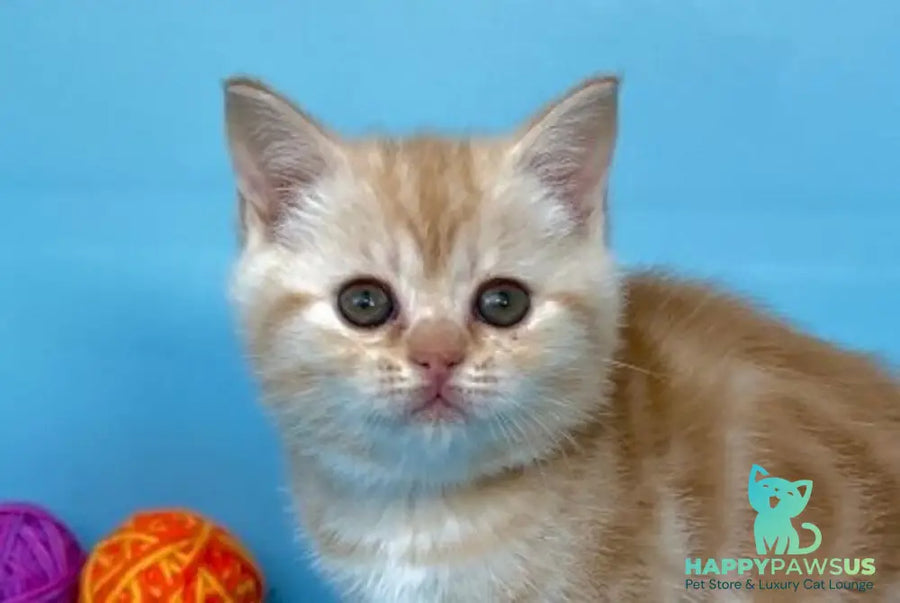 Wong-Pie British Shorthair male red silver tabby - live animals