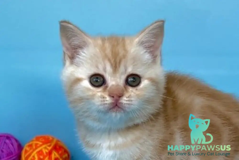 Wong-Pie British Shorthair male red silver tabby - live animals