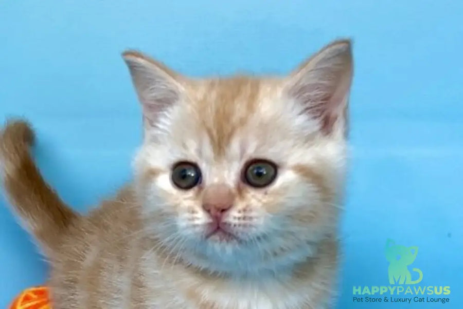 Wong-Pie British Shorthair male red silver tabby - live animals