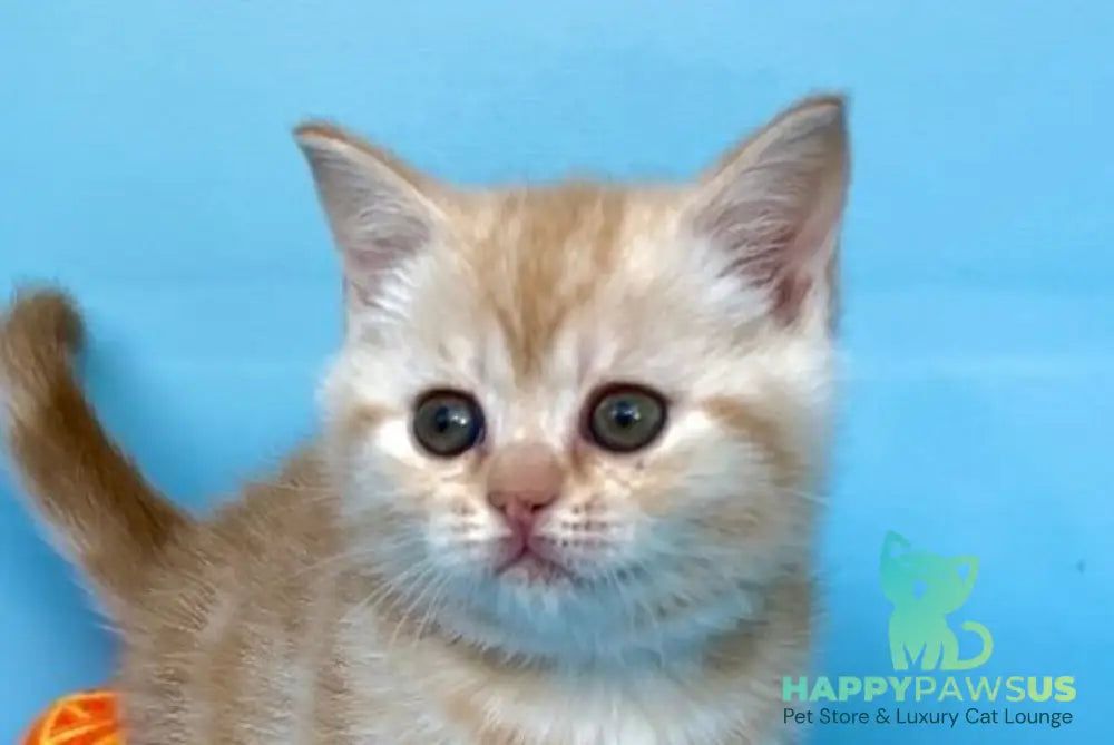 Wong-Pie British Shorthair male red silver tabby - live animals