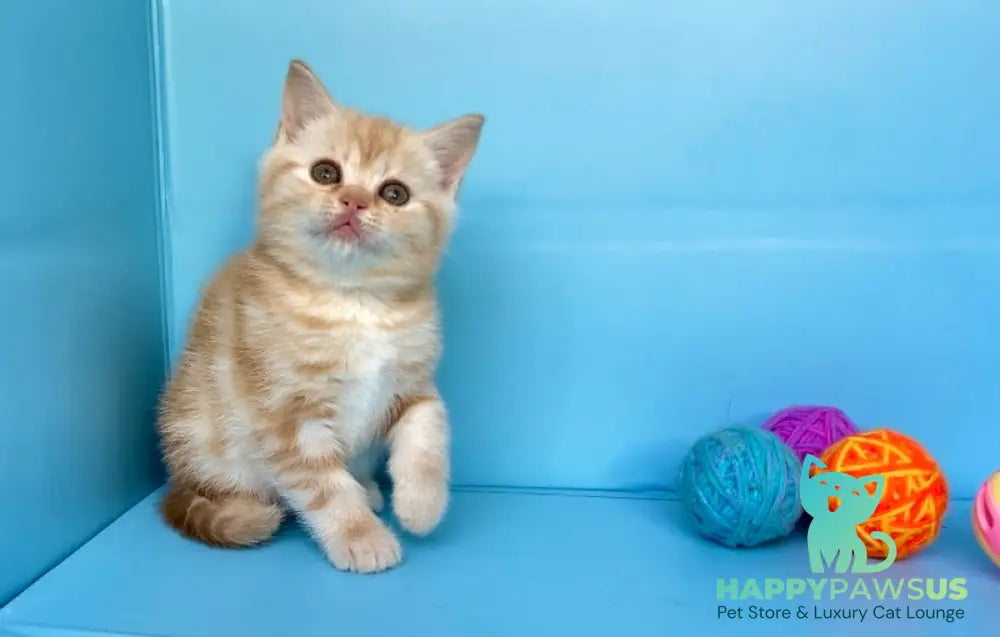 Wong-Pie British Shorthair male red silver tabby - live animals