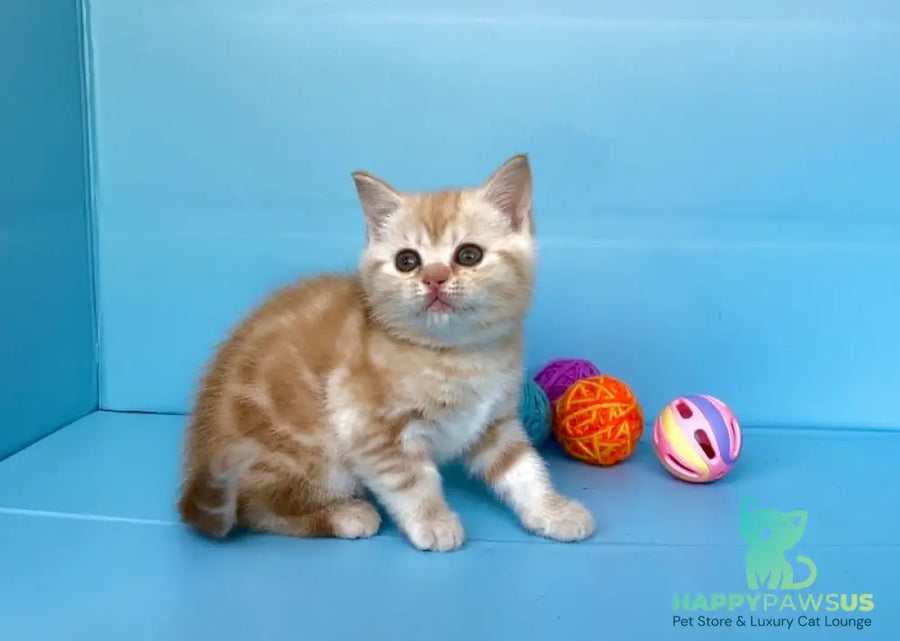 Wong-Pie British Shorthair male red silver tabby - live animals