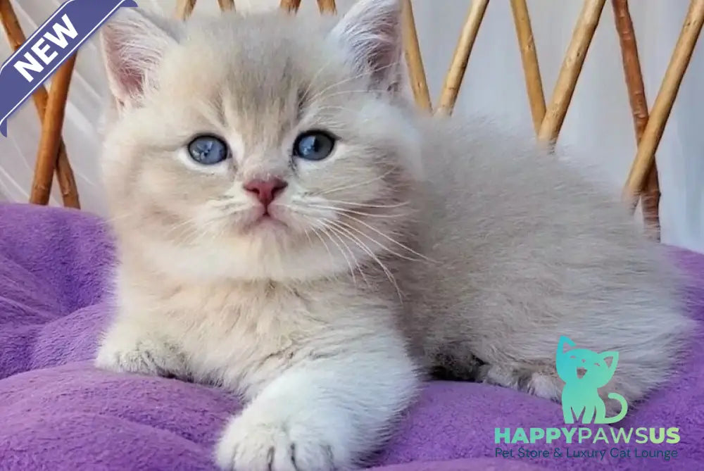 Woody British Shorthair male lilac golden ticked tabby - live animals