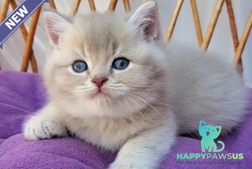 Woody British Shorthair male lilac golden ticked tabby - live animals