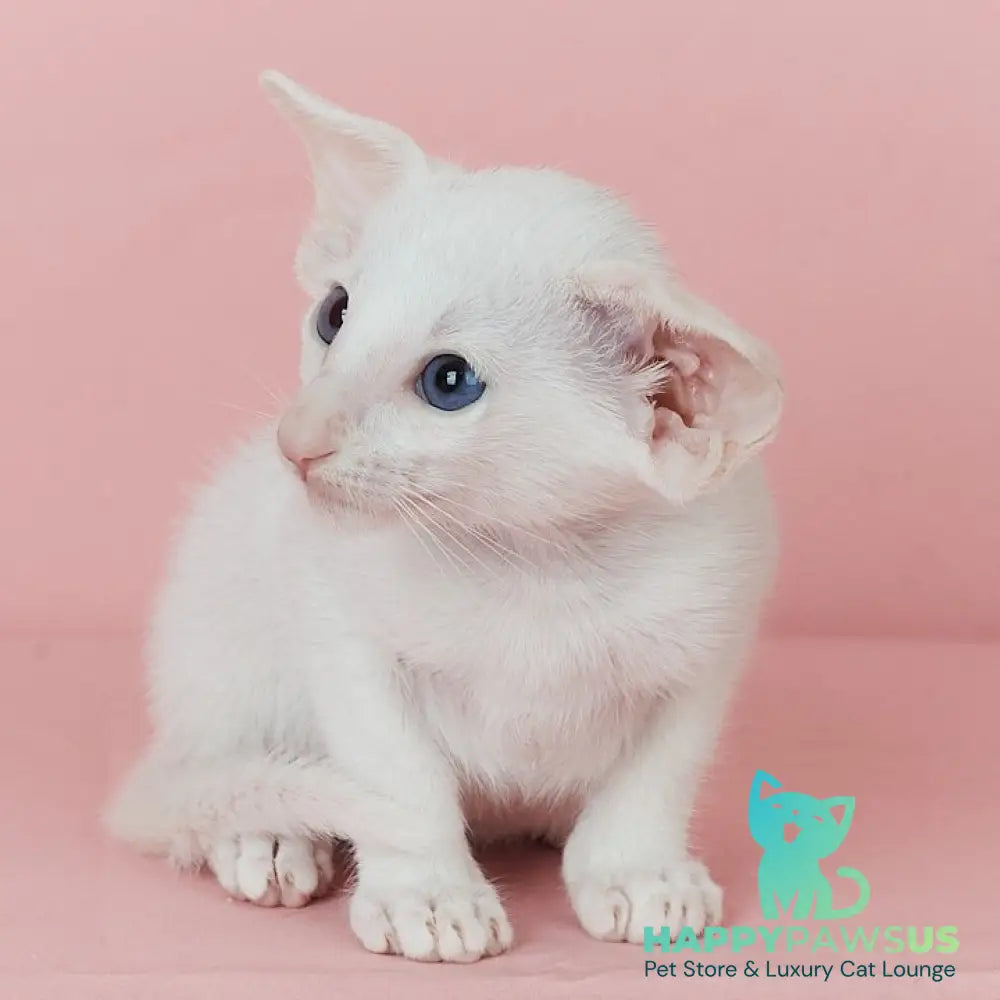 Wookie-Woo Oriental Shorthair male white - live animals