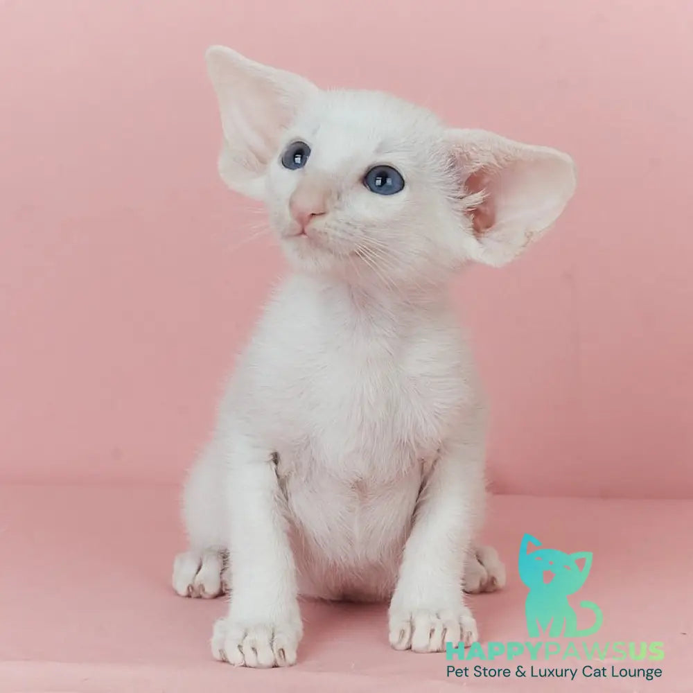 Wookie-Woo Oriental Shorthair male white - live animals