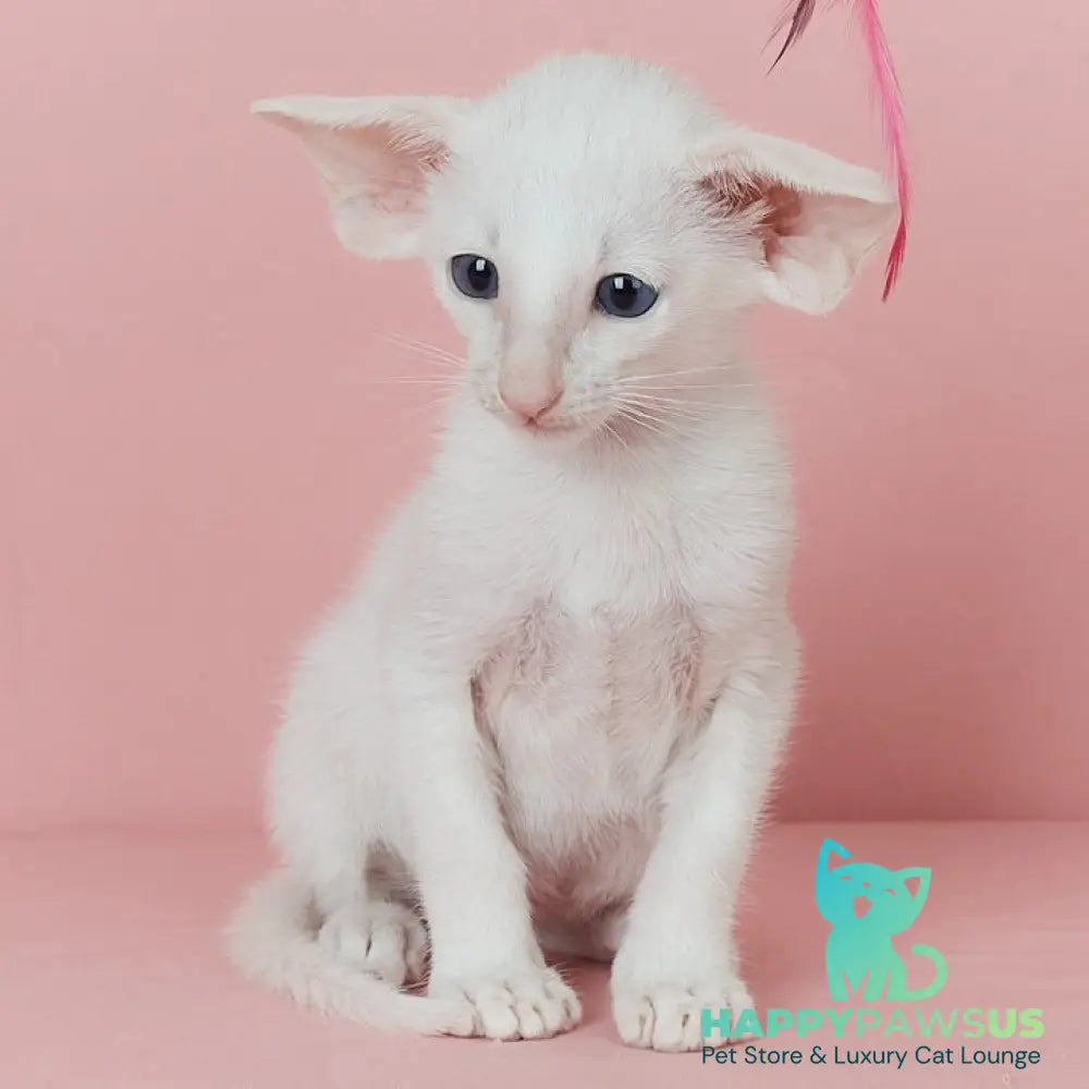 Wookie-Woo Oriental Shorthair male white - live animals